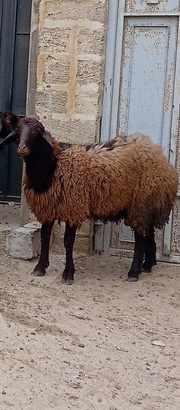 qala qoçu: Salam ünvan Bakıin maştağa kendi obşi 9 baş heyvanlar 1 baş qoçdu 1 — 2