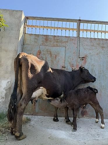 donuz balası: 15 litir süd verir 4 qarına doğun Balası erkeydi — 3