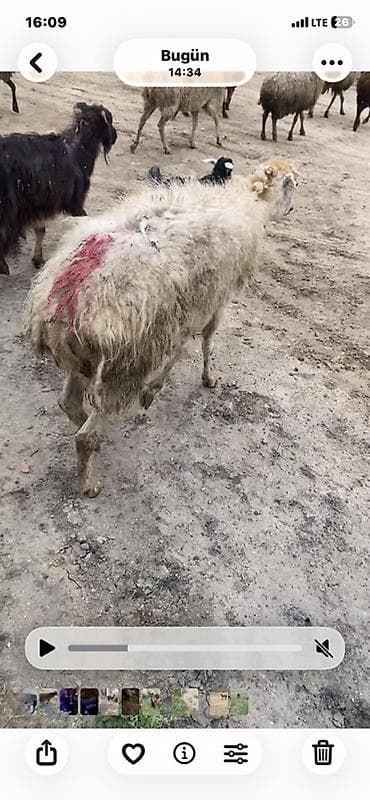 unvan az qoyun satilir: Bogaz qoca qoyun 20 gune doğar — 2