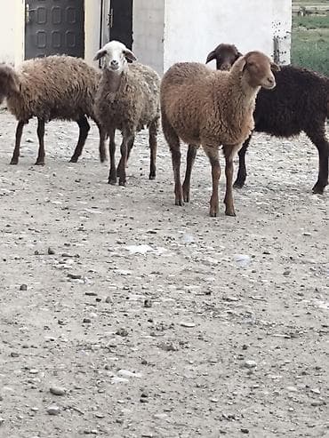 4 eded dişi quzlar saglamdi