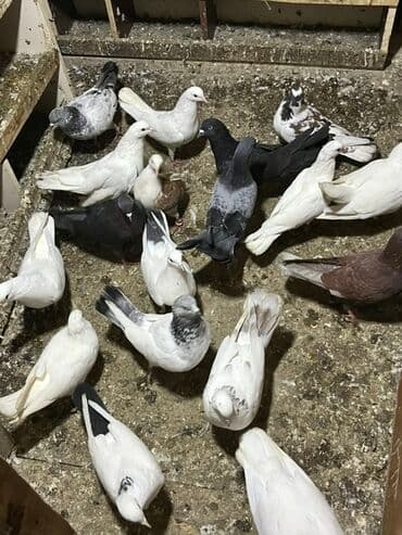 Akvarium aksessuar və ləvazimatları: Göyərçinlər zabratdadı hamsı uçan quşlardı isdəyən olsa gəlsin həyətdə — 1