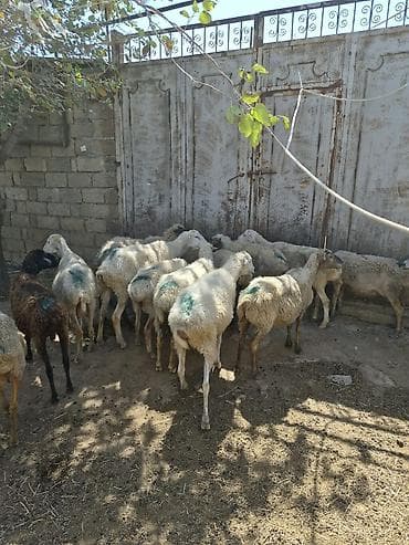 dişi quzu: Qoyun sürüsü satılır - Növ: yerli qarabaş/qoyun mixi (ağ və tünd — 7