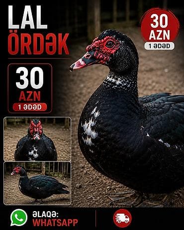 Məhsul: Lal ördək (muscovy) Qiymət: 30 AZN – 1 ədəd Xüsusiyyətlər: - lalafo.az -da Məhsul: Lal ördək (muscovy) Qiymət: 30 AZN – 1 ədəd Xüsusiyyətlər: -