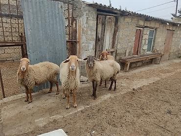 Akvariumlar: Dişi, il: 2 — 9