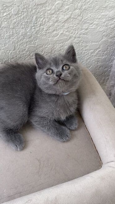 породистые котята даром: Шотландская, Самец, Самка, Самовывоз — 17