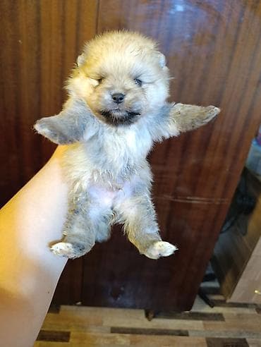 Balıqlar: Pomeran şpits erkek balalar qurd dermanı verilib ata ana özündedi — 2