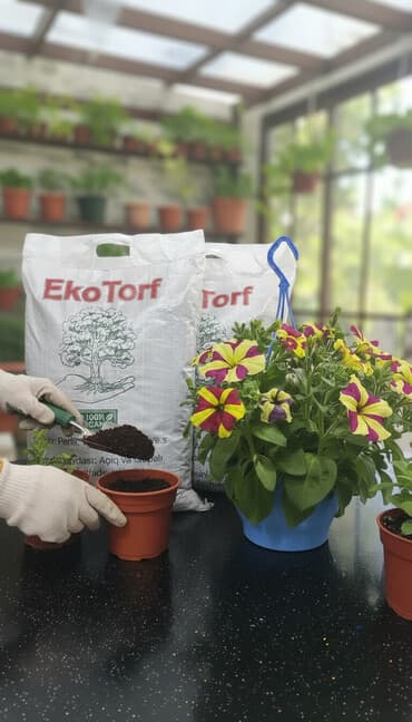 toptan gul satisi bakida: Salam ən keyfiyetli torf satışda Ekotorf. 1 .Tərəvəz şitilərin — 1