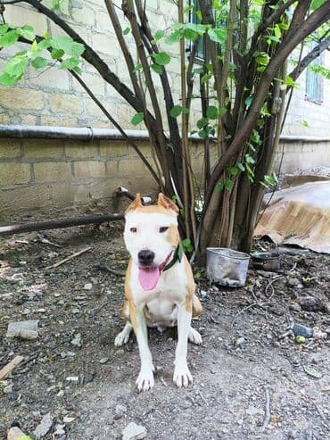 3D panellər: Pitbul, Dişi — 4