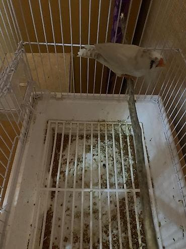 gərəf quşu: Maya amadin 1 defe bala alınıb yuva ilə birlikdə — 3