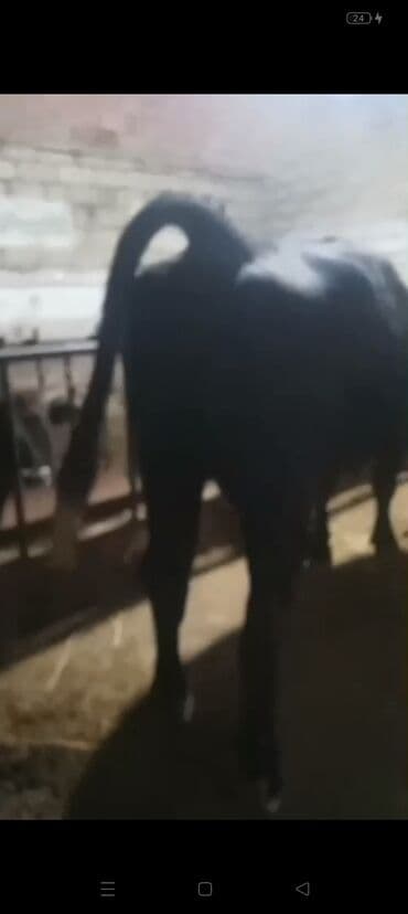 Erkək, il: 3, 900 kq, Ətlik — 2