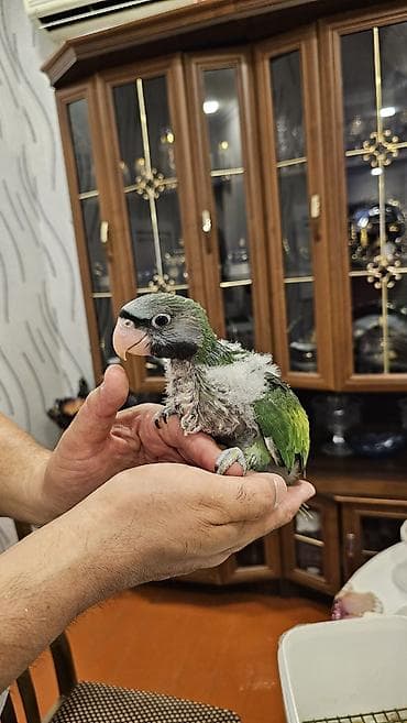 heleb keci: Kitayskiy ojereloviy papuqay/paraket balası – əl ilə böyüdülən — 2