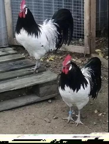 ucuz toyuqlar: Toyuq cücələri, Ətlik — 10