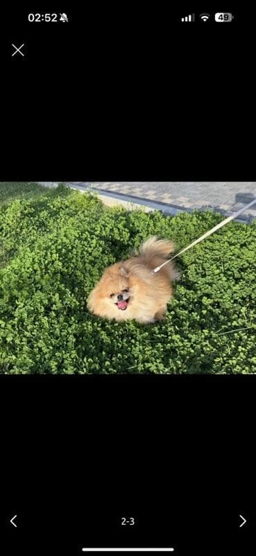 объявления отдам в хорошие руки щенка: Шпиц, Самка — 2