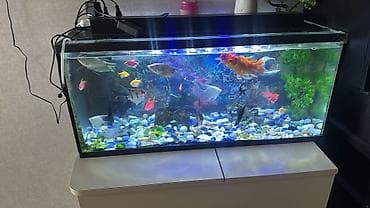 Böyük həcmli şüşə akvarium komplekti. - Ölçü: təxminən uzun 1 m — 1