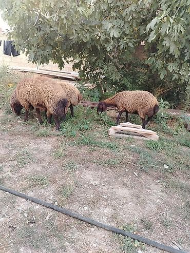 Qoyun sürüsü – 3baş - Növ: ehtimalən yerli ətlik/yunlu tip lalafo.az -da Qoyun sürüsü – 3baş - Növ: ehtimalən yerli ətlik/yunlu tip