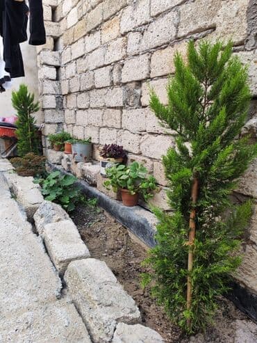 mingecevirde evlerin qiymeti 2022: 3 otaqlı, 100 kv. m, Kredit yoxdur, Yeni təmirli — 4