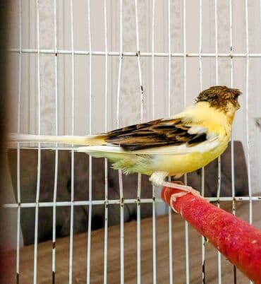 pişik adları erkek: Kəkilli erkək əla quşdu 7aylıq erkəkdi əlaqe saxlıyın0555381797 — 3