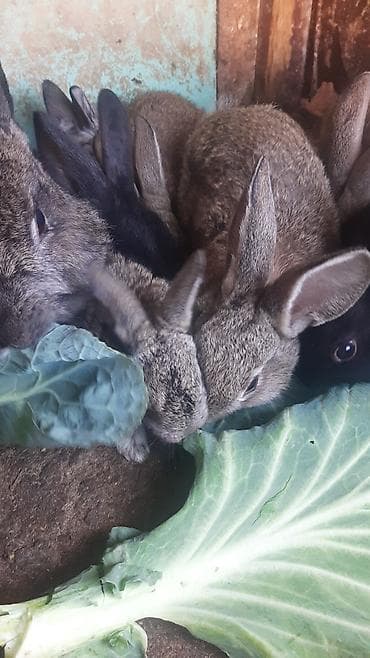 dövsan: Dovşanlar 5 manatdan 15 manata qədər — 6