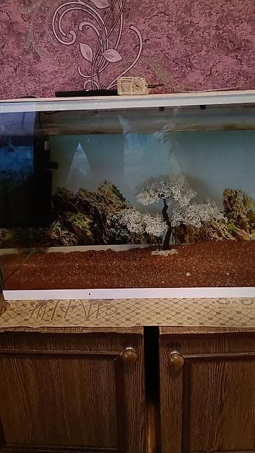 akvarium satilir: Akvaryum komplekti en 60.uzun 40. dərinlik 30 isdeyen olsa endirim — 1