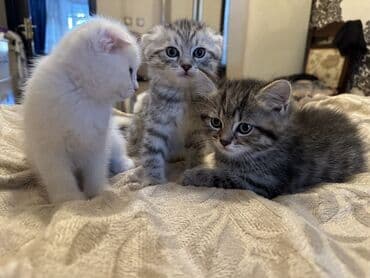 мейн кун купить в баку: Şotland yastı qulaq, Erkək, Dişi, Yaxşı əllərə, Rayonlara çatdırılma — 6