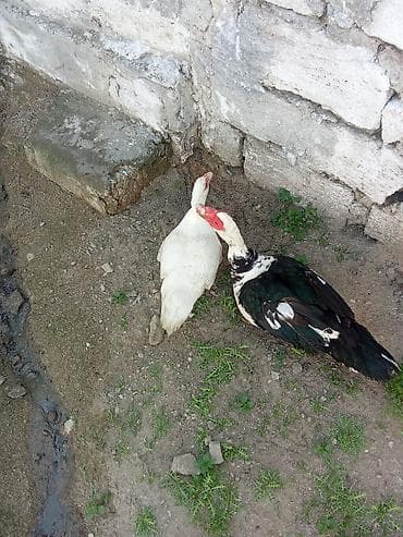 ağdaş yemi: Bir cut lal ordey satlir cavandi yumurtalyir cut 50 sondu - Növ — 1