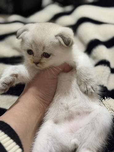 simental inek satilir: Şotland yastı qulaq — 1