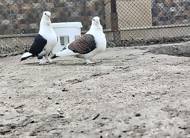 goyercin satisi: 7 ədəd jünkari hazir cütdülər tam sağlam və 3 balasi ilə birlikdə — 3