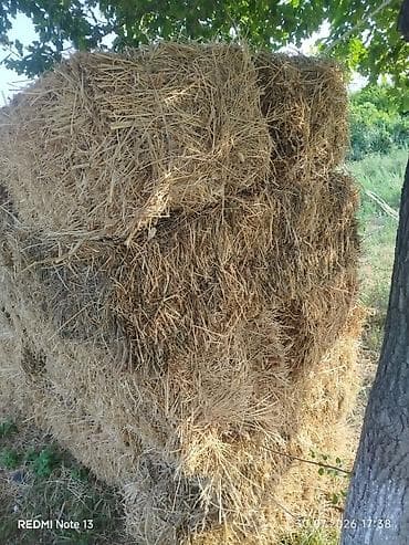 simmental inək cinsi: Preslənmiş yonca bağlamaları — 2