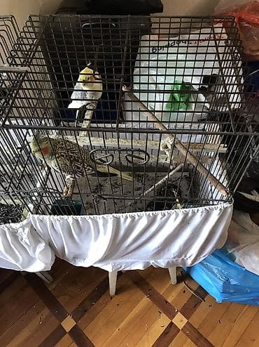 heyvanlar quşlar: Cutu 80 m, real aliciyla razilashmaq olar, tek tekde satilir, ag — 6