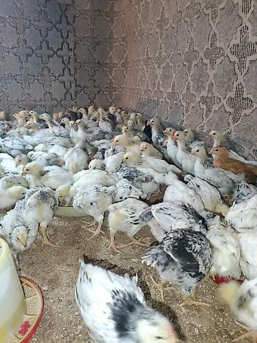 ordək balası və cucə: Toyuq cücələri, Ətlik — 6