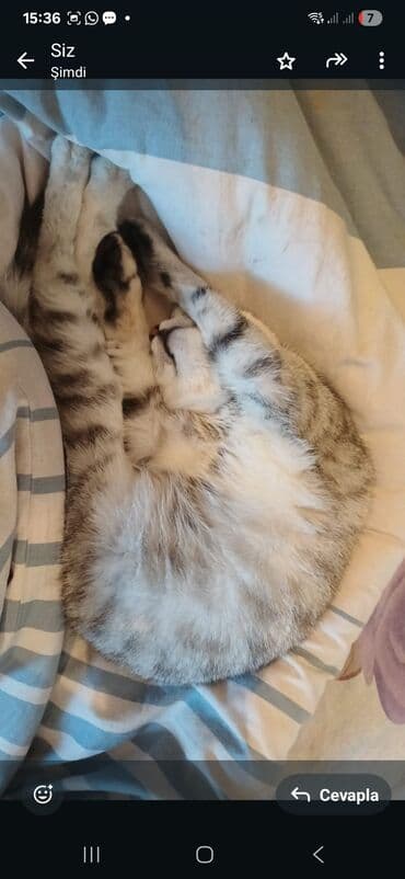 животные в добрые руки: Бенгальская, Самка, В добрые руки — 5