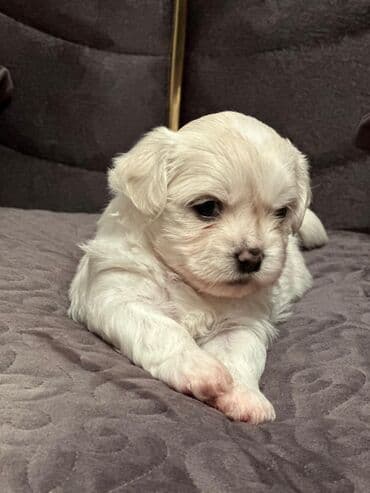 turkmen alabay itleri: Maltipu (Maltese x Pudel) balaları - Cins: Maltipu – hipoallergen — 7