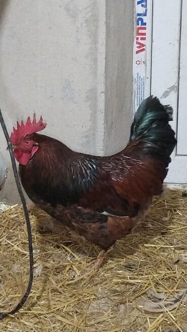 at üçün: Salam. Cavan Xoruzdu. Aktiv Xoruzdu. Heç bir xəstəliyi, problemi — 3