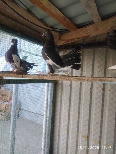 en cox yumurta veren toyuqlar: Tam sağlam quşlardır — 11