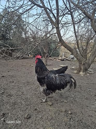 etlik cuce satisi: Salam Aleykum Cavan temiz qan Avstralorp Xoruzu satiram — 7