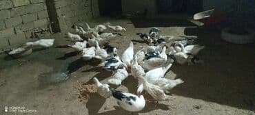 Daraq panellər: Erkək, Ətlik — 1