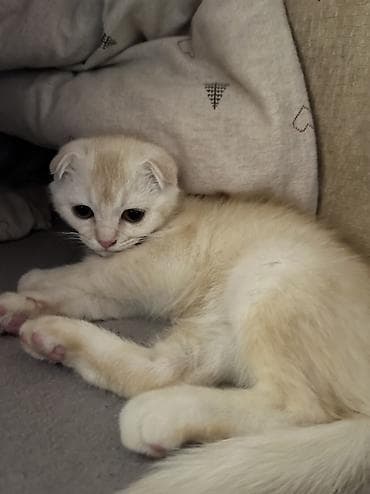 cuce satiwi: Şotland yastı qulaq, Erkək — 4