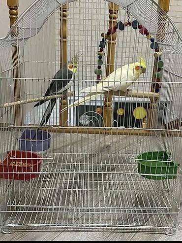 azeri it adlari: Başlıq: Tam dəst – qəfəs və iki nimfa tutuquşusu (hamısı birlikdə) — 2