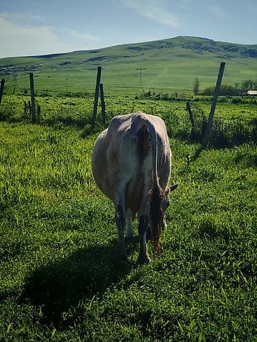 iri buynuzlu heyvan satisi: Dişi, il: 4, Südlük — 4