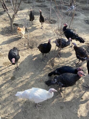 hinduşka yumurta: Salam super sağlan hinduşkalardır 40yaxındır çəkili heyvanlardır unvan — 4