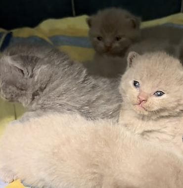 Quşlar: Şotland, Erkək, Dişi — 4