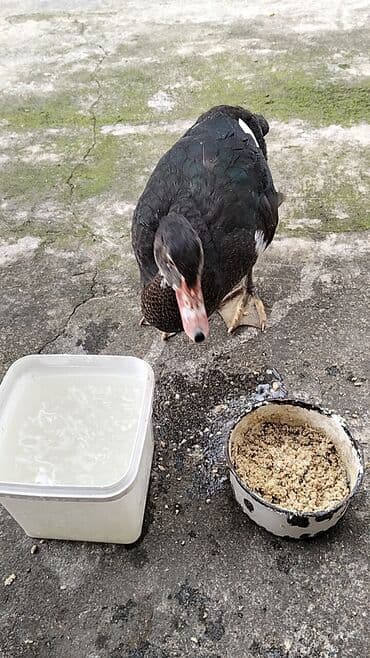 quzu şəkilləri: Erkək, | Lal ördək, Damazlıq, Ünvandan götürmə — 13