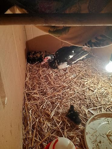 Dişi, | Lal ördək, Ətlik