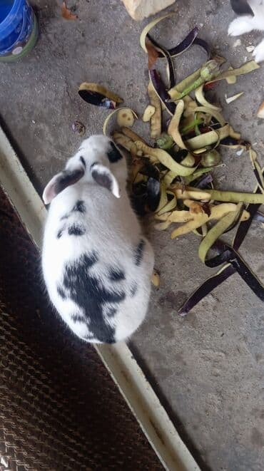 dovşanın balasına nə deyilir: Məhsul: Ev dovşanları (2 ədəd) Təsvir:2 eded böyük 1 erkek 1 — 3