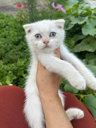 lalafo pisik: Fars — 9