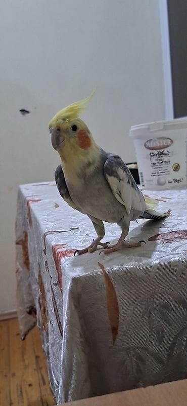 Gəmiricilər: Korella erkəkdİ Qəfəslə birgə satılır Qiymət sondu üz vurmayın — 2