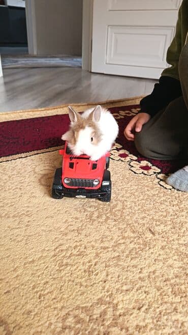 toyuq cücə satışı: Dovsan balalari topdan Ve tek satilir. Yerli ve cins balalar — 11