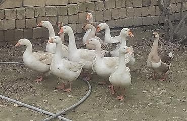 cins qazlar: Dişi, | Linda, Damazlıq, Ünvandan götürmə — 1