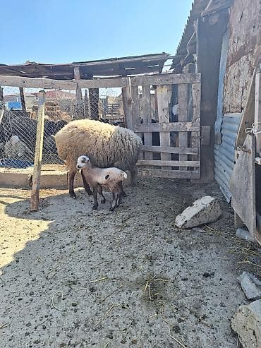 iri buynuzlu heyvan: 1ci qarındı hələ diş dəyişməyib toxludu iri heyvandı balası dişdi — 1