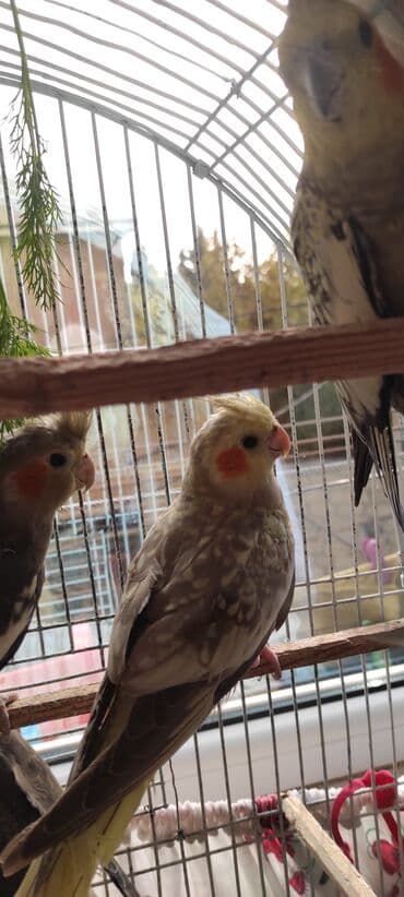 dərzi quşu: Nimfa (cockatiel) tutuquşuları – müxtəlif rəng mutasiyaları ilə - — 8